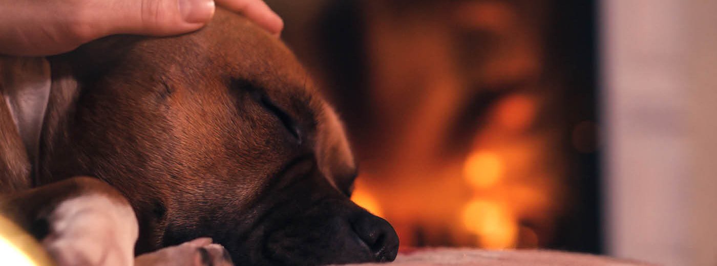 Hund liegt vor dem Kamin und eine Hand tätschelt ihm den Kopf