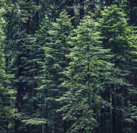 Wald mit grünen Pinien